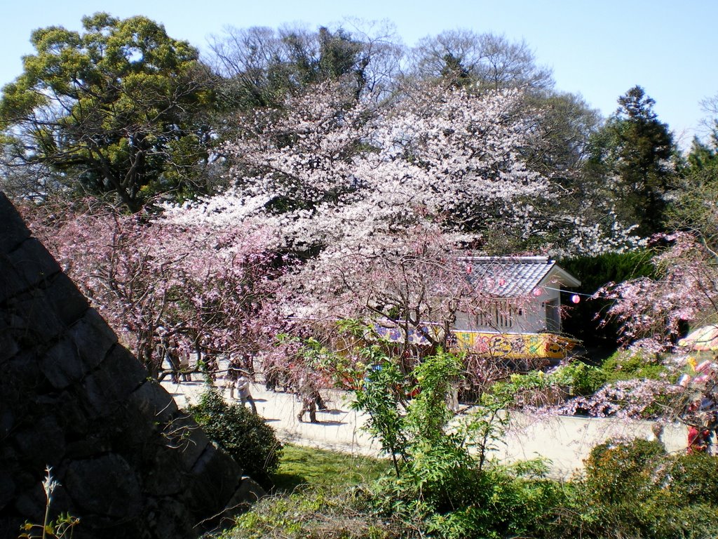 福岡　舞鶴公園　春　桜　Maizuru Park in Fukuoka, Kyusyu, Japan. 2009. Landscape. by 表野豊