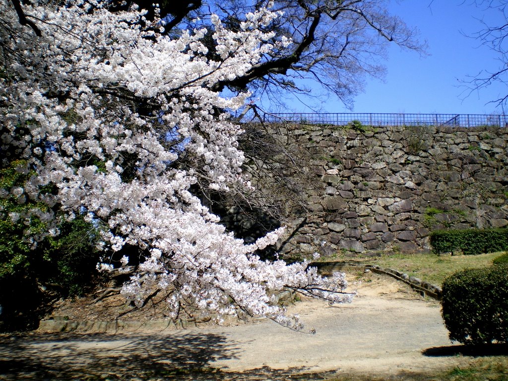 福岡　舞鶴公園　春　桜　Maizuru Park in Fukuoka, Kyusyu, Japan. 2009. Landscape. by 表野豊