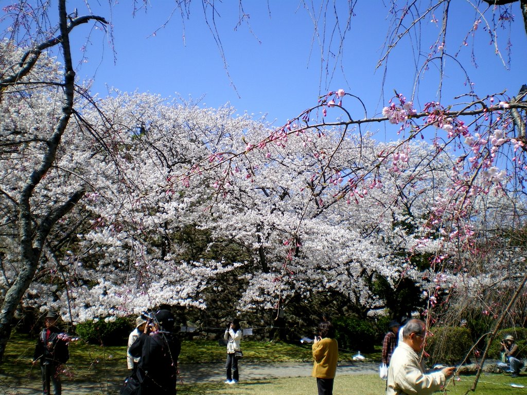 福岡　舞鶴公園　春　桜　Maizuru Park in Fukuoka, Kyusyu, Japan. 2009. Landscape. by 表野豊