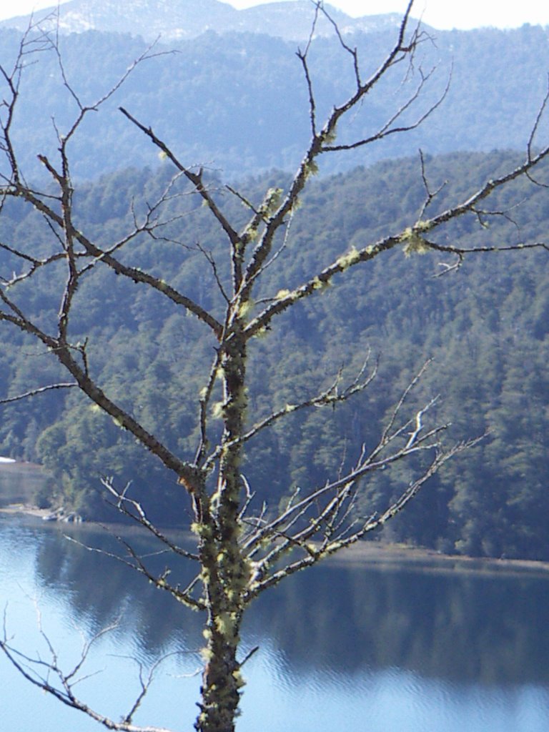 Branch Espejo Lake by Austin Whittall