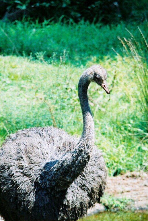 Asheboro Zoo, Asheboro, NC by Daniel Childs