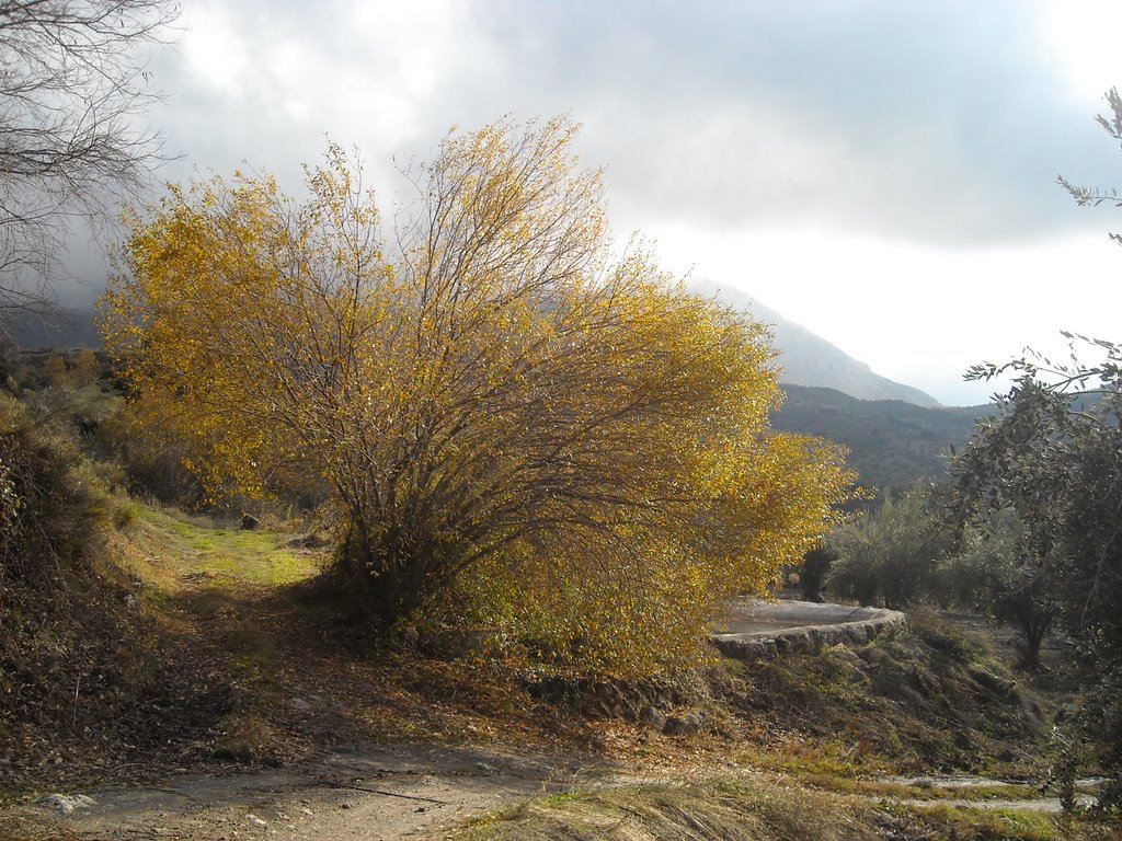 Amarillos de otoño: un color para una estación. Camino de Quéntar, diciembre de 2008 by viajeroandaluz