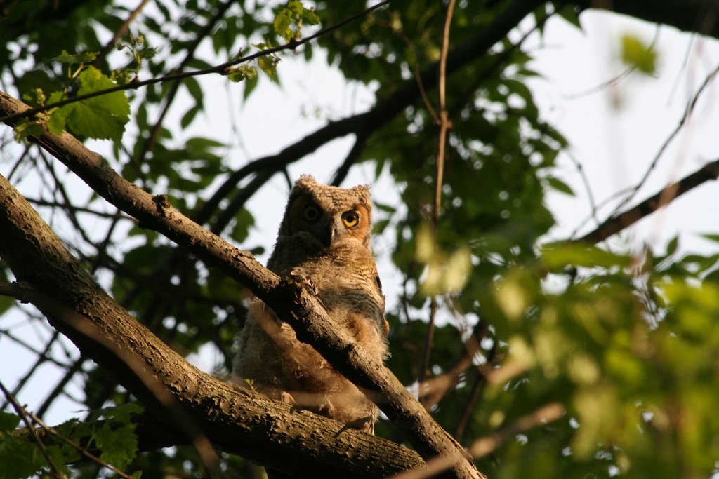 Great Horned Owlets at Tinicum by pastmstr436