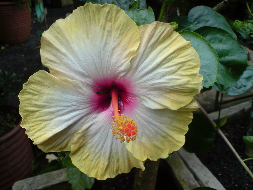 Hibuscus flowers from our garden by Beesatwork