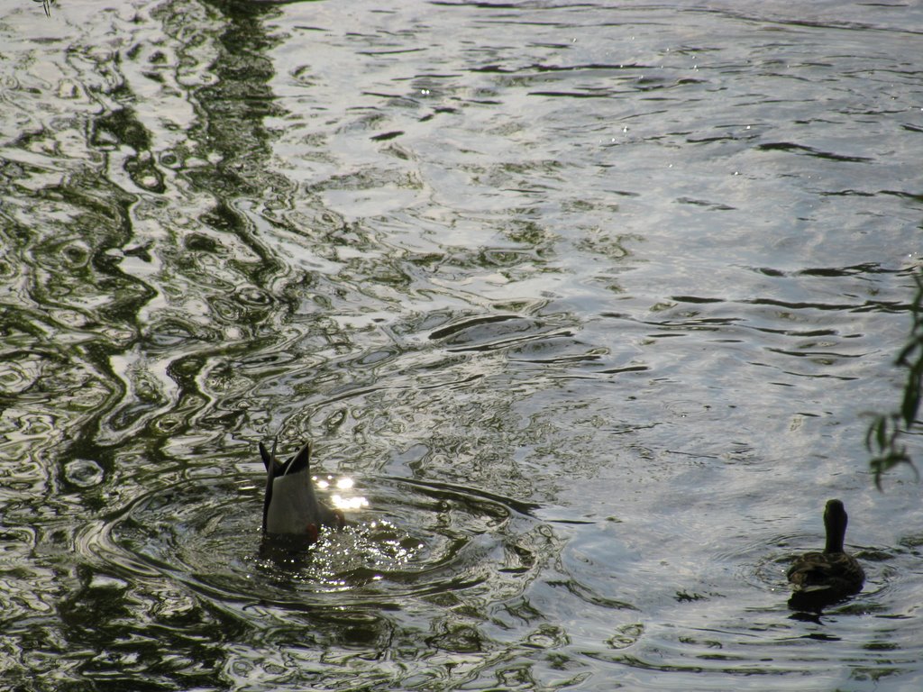 Patos haciendo el pino by Jose Abuin