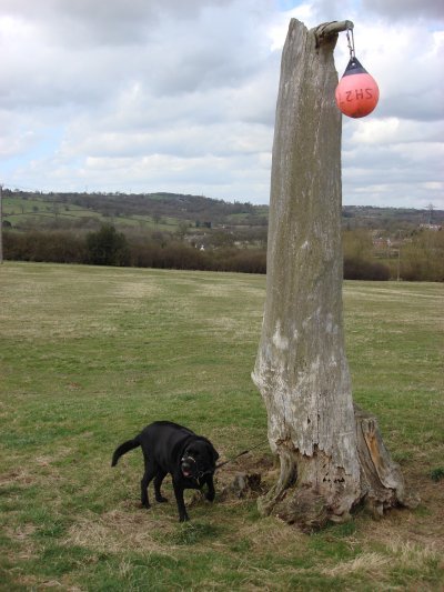 Sam near unknown tree add-on. by geo-dog