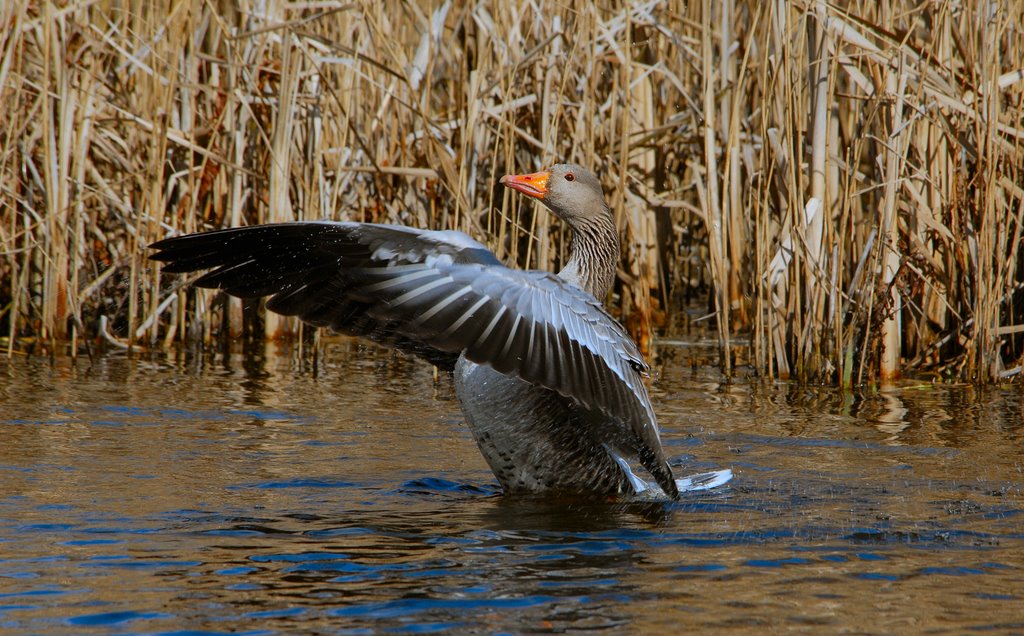 Greylag Goose. Sømosen i Herlev. by Klavs Frandsen