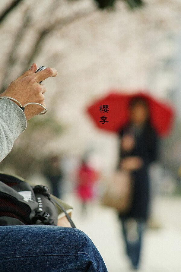 Sakura Season in Tongji | 同济樱花季 by 王之乎