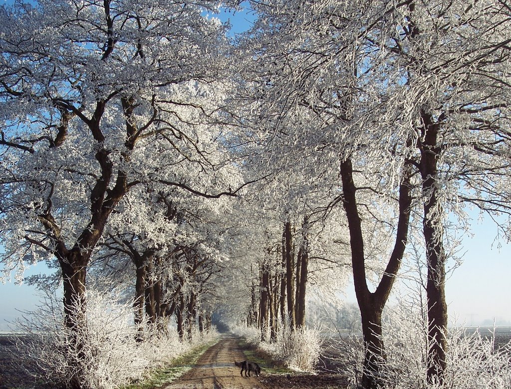 Houtwallen langs de Oude Dijk in Zuidlaren. by Hans R. van der Woud…