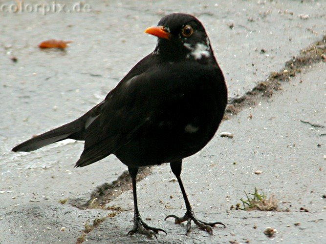 Eurasian Blackbird Male (Amsel Männchen) by Laileen Günther