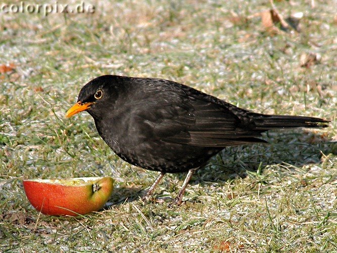 Eurasian Blackbird Male (Amsel Männchen) by Laileen Günther