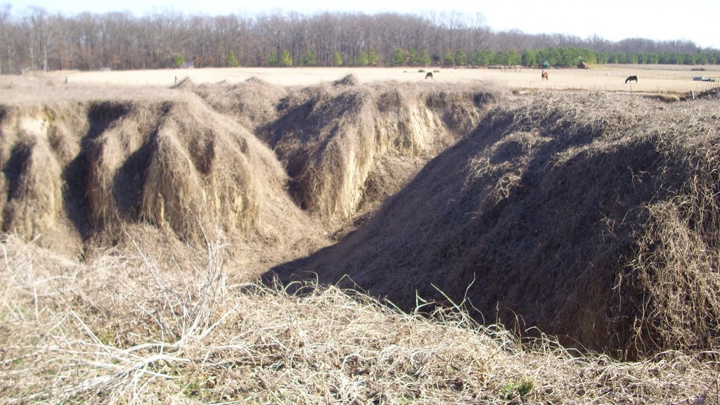 Fissures From The 1812 Earthquakes by Doug Wilhite