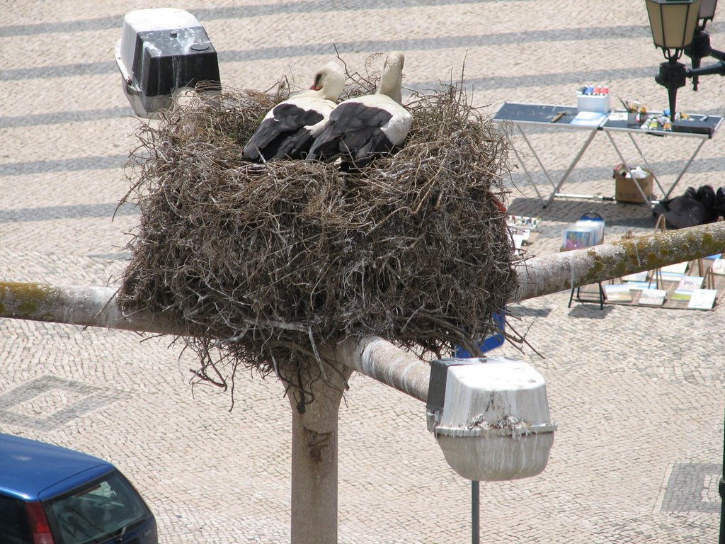 Storks in Faro watching the world go by by EduardoT