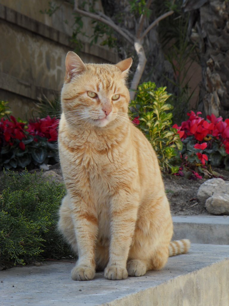 Un gato gordo en el balneario by Julita