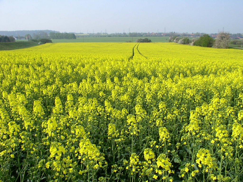 Brassica napus oleifera by Kurt Allan Nielsen