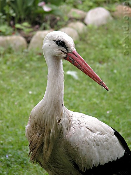 Stork by Laileen Günther