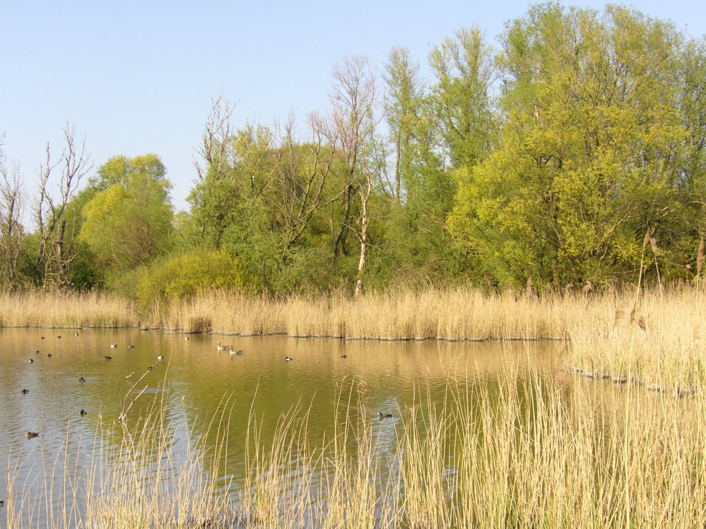 Lepelaarsplassen, uitzicht vanuit vogelhut by Metha Molenaar