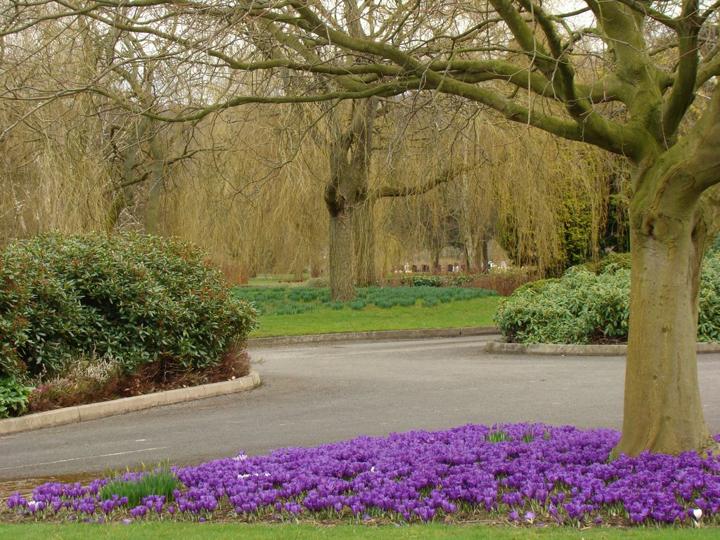 Early spring at Hutcliffe Wood and Abbey Lane Cemetery, Sheffield S8 by sixxsix