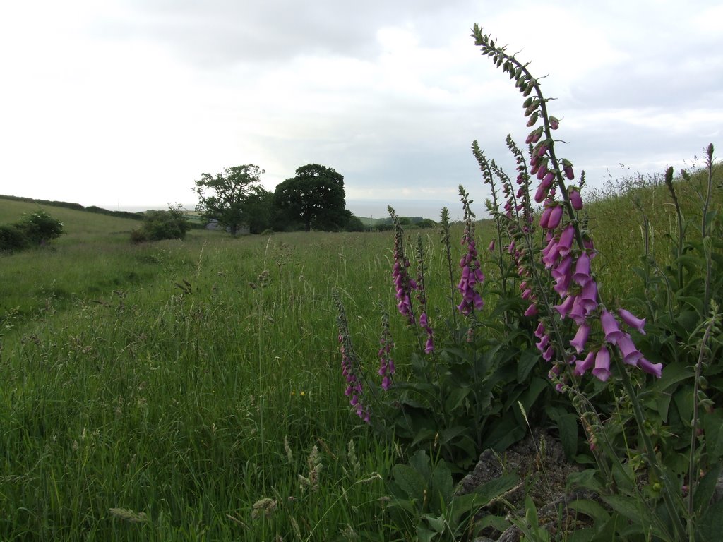 East quantoxhead. path up to Smithscombe by antonymoggridge