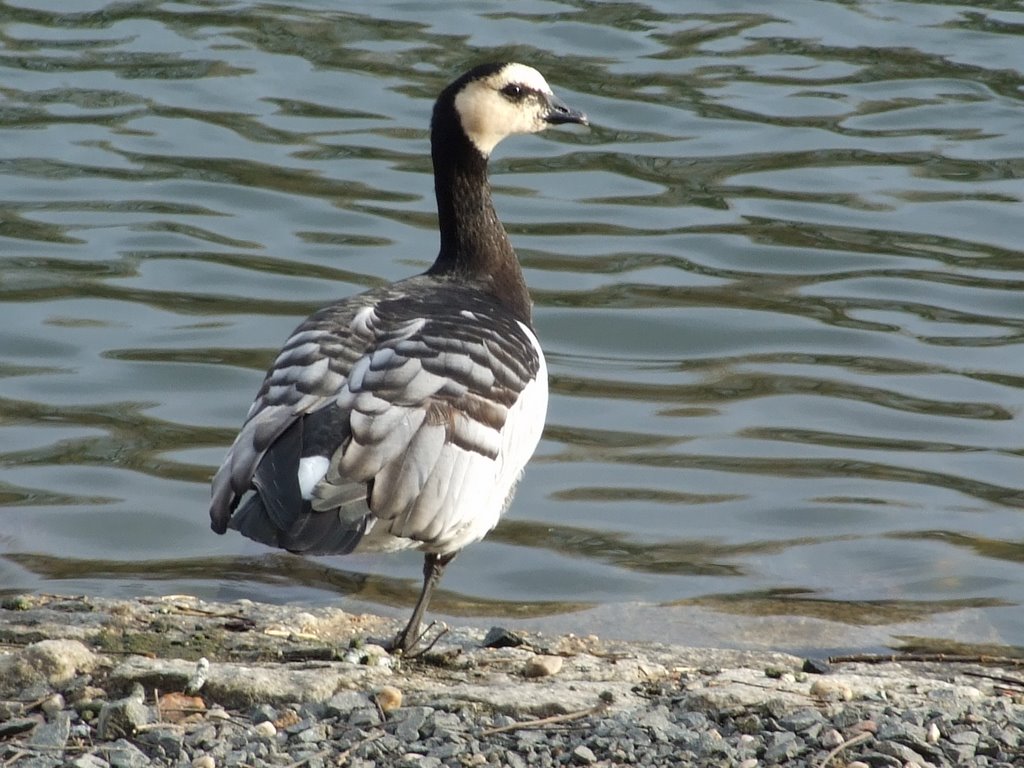 Nonnen-oder Weißwangengans einsam an der Mulde in Grimma by klaumuell