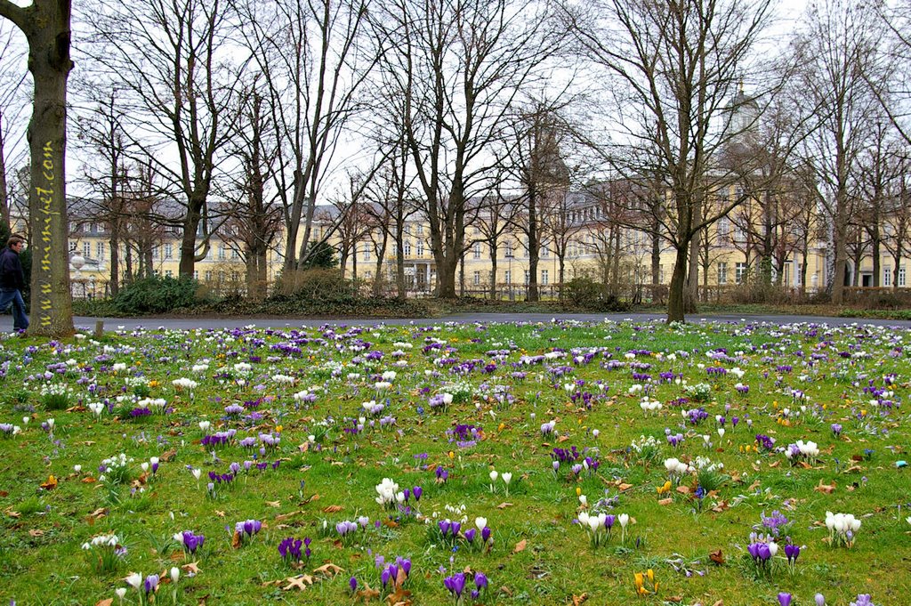 Crocuses Carpet, Spring in Karlsruhe, Germany by © mimipet.com