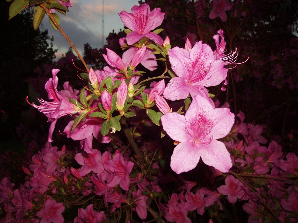 Azaleas al atardecer by Suzanne Holzer