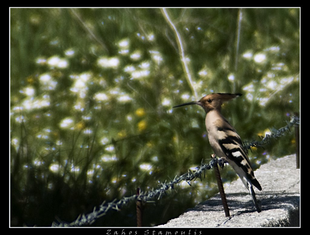 Hoopoe (τσαλαπετεινός) by zaxos stamoulis