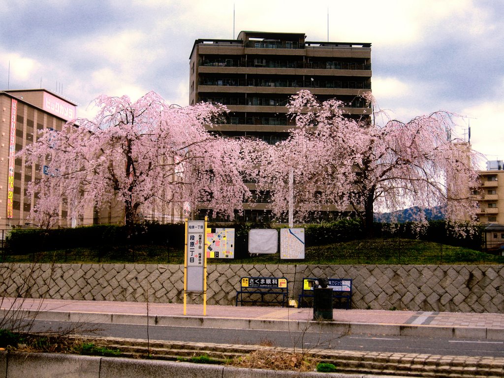 段原 しだれ桜 by kumeya