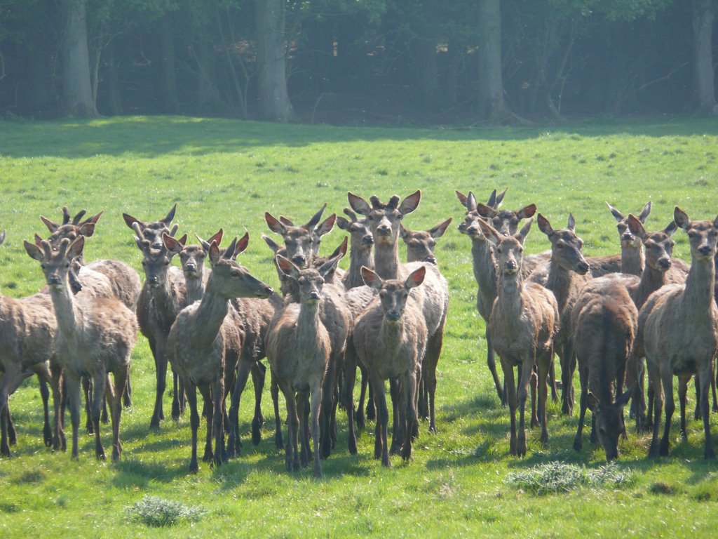 Deer At Harewood House by Andrew Butler