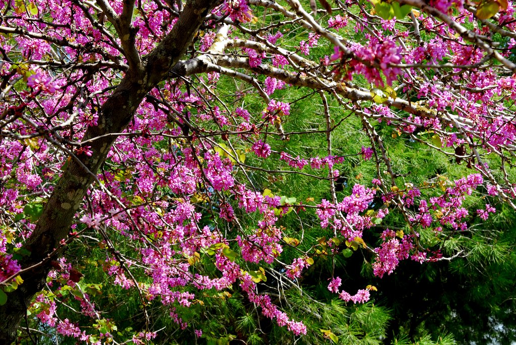 Spring palette of Israel... by Nadia Kushnir