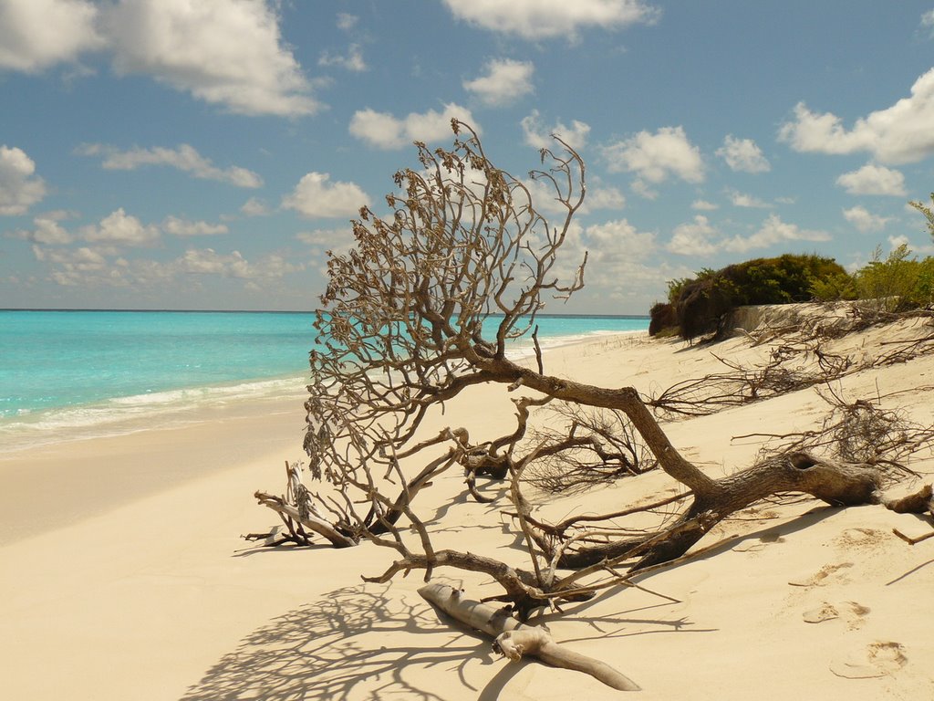 Bird, Seychelles by rozalia.lengyel