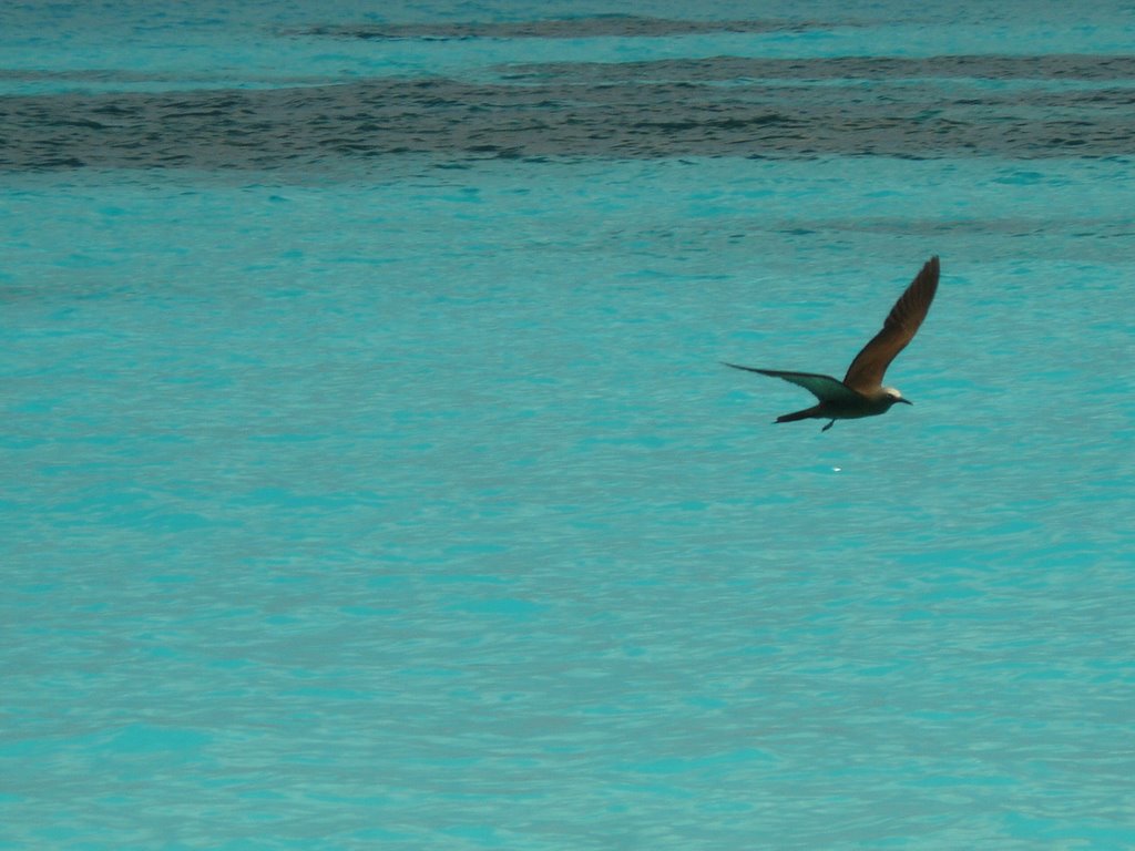 Bird, Seychelles by rozalia.lengyel