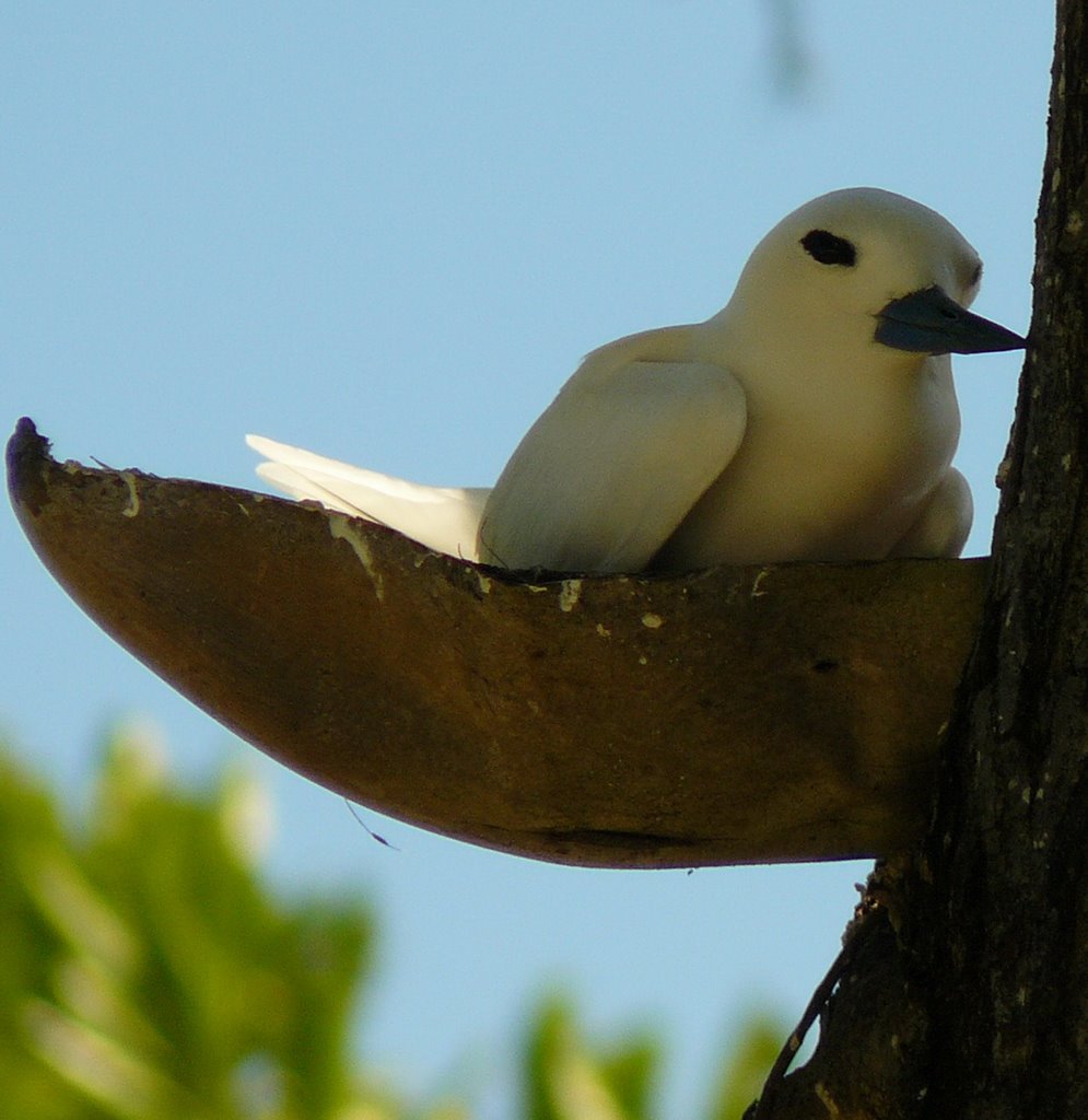 Bird, Seychelles by rozalia.lengyel