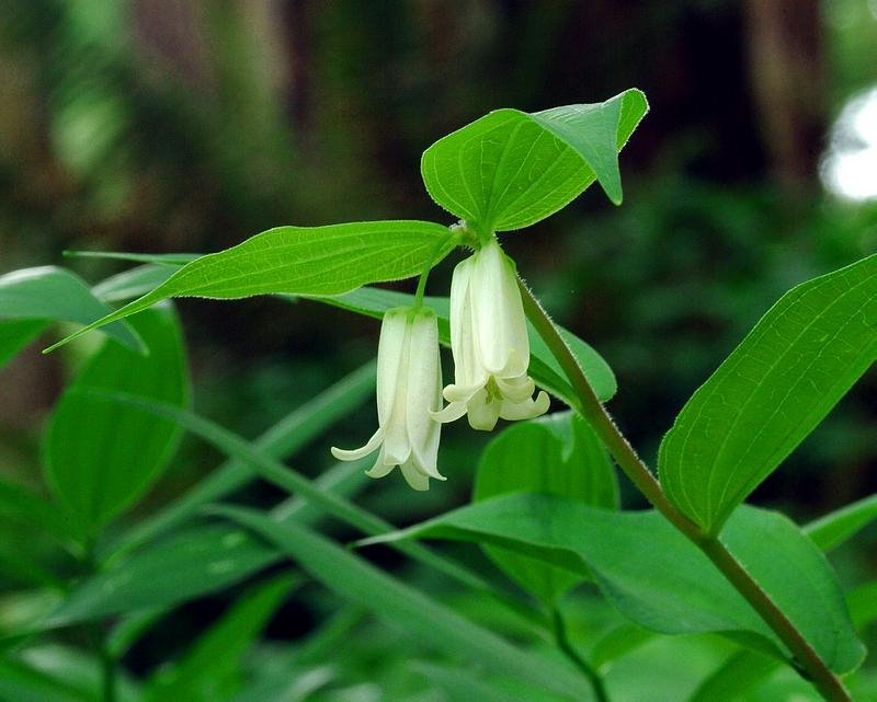 Fairybells by Aaron Nuffer