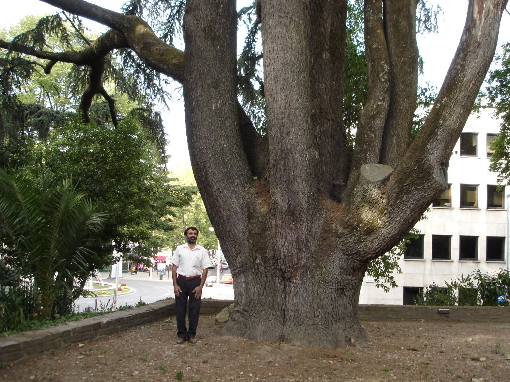 O maior cedro de Portugal by SrHugo