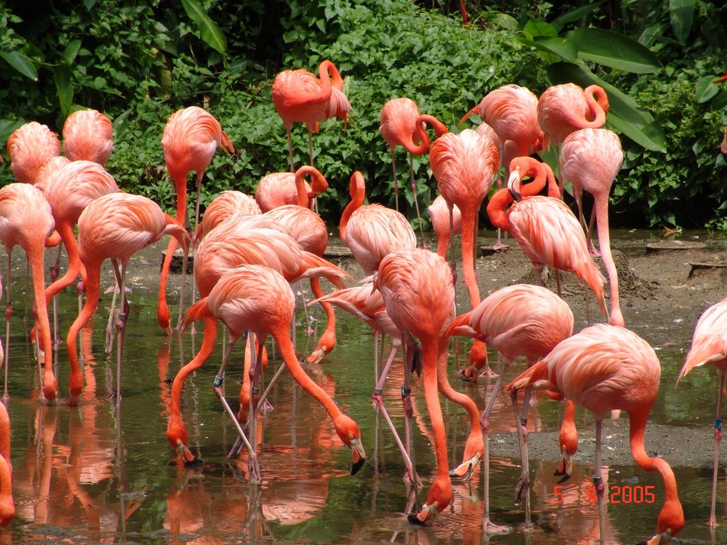 Flamingos by AnanthanR