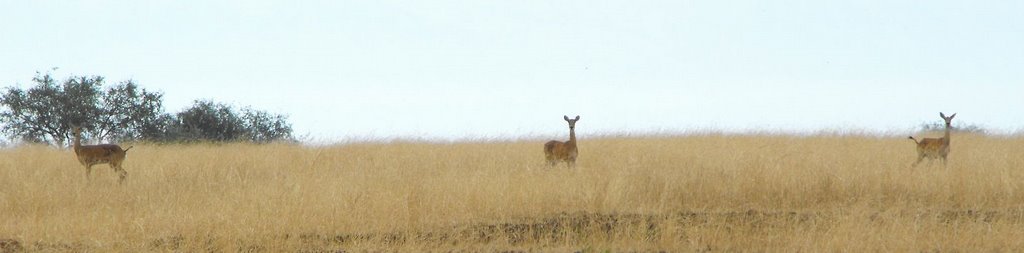 Symmetry in the field by jusoro