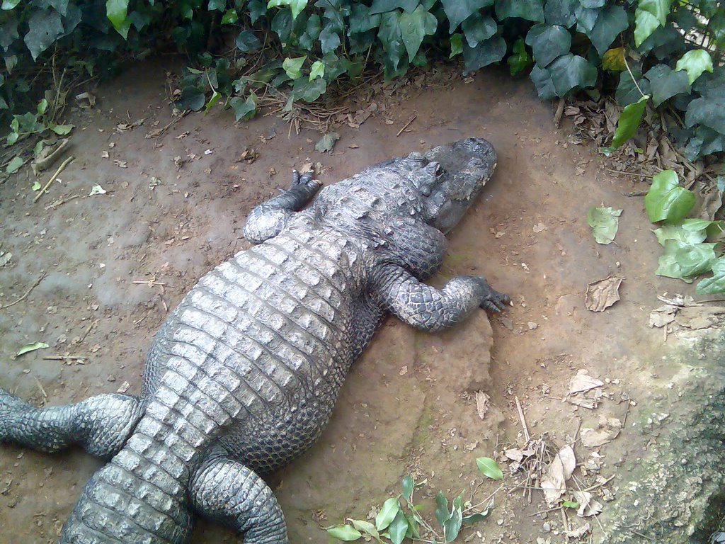 Croc Thrigby Hall Wildlife Gardens by amk1978azza