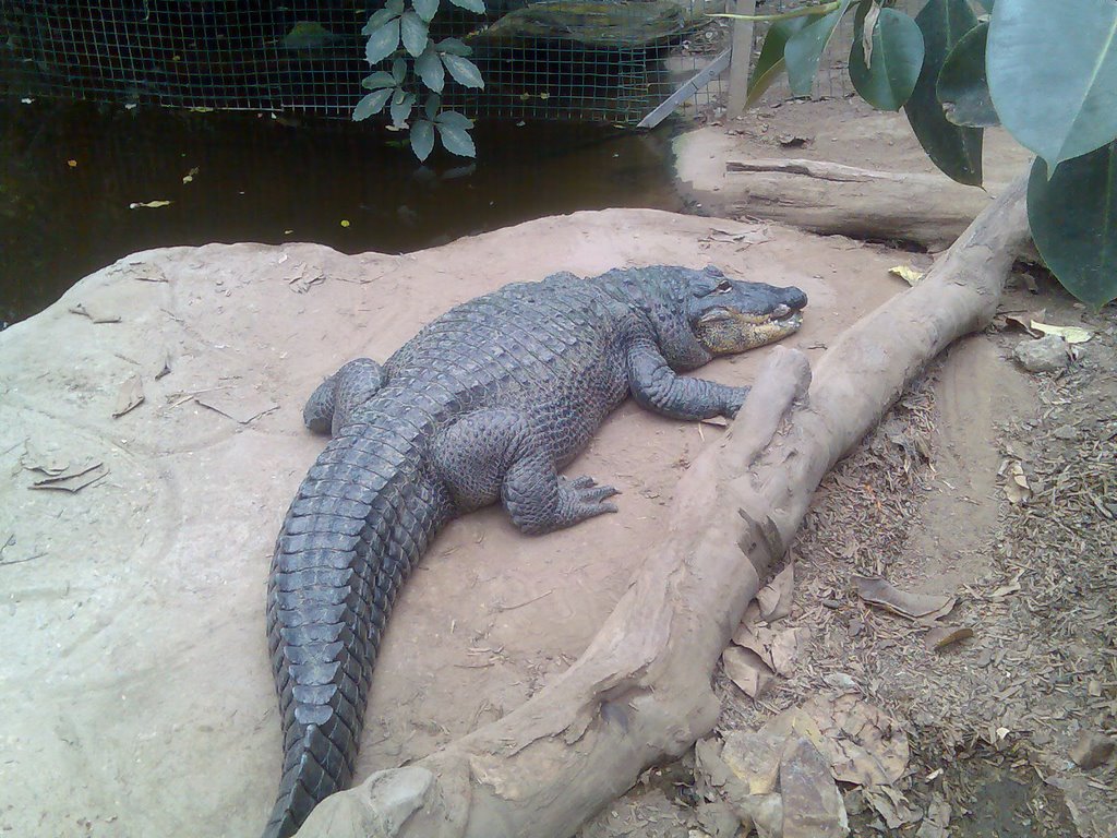 Croc Thrigby Hall Wildlife Gardens by amk1978azza