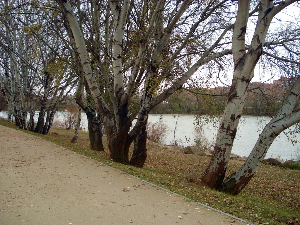 Paseo por la ribera del Ebro by jenper