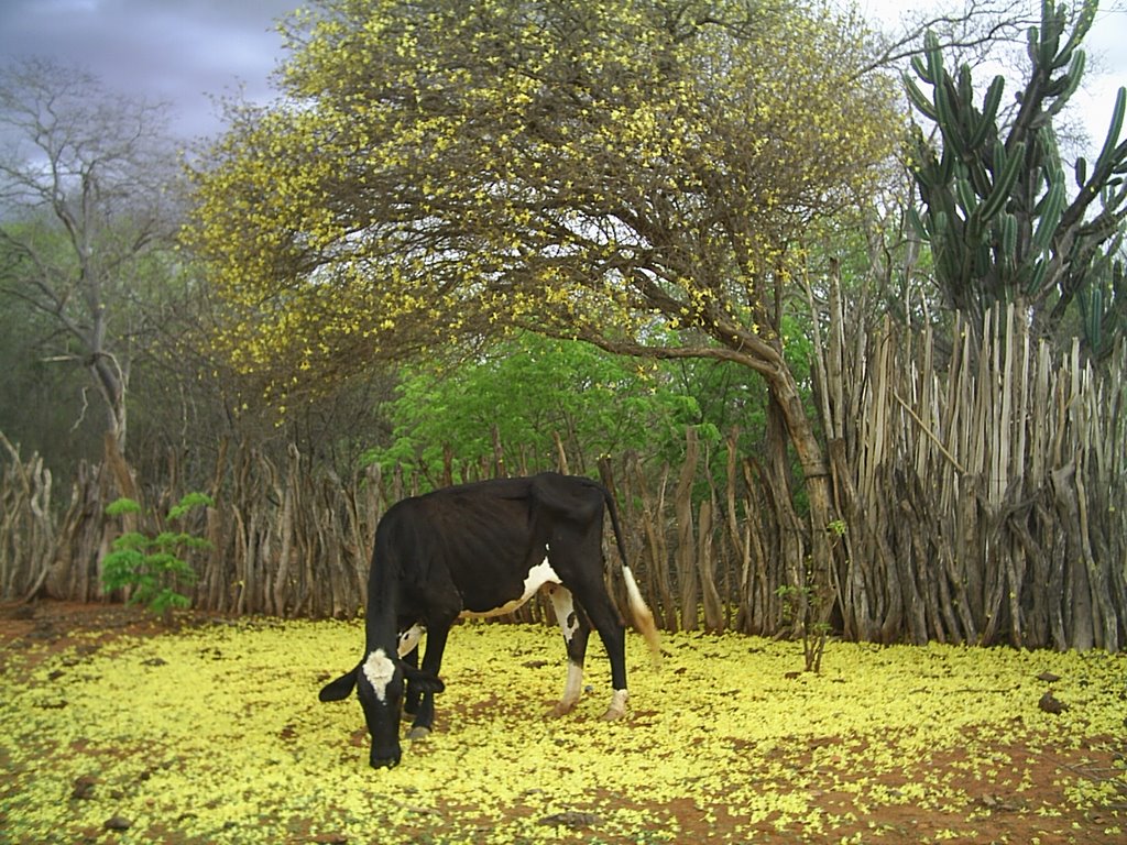 Fazenda Barriguda by Mauricio Cavalcante …