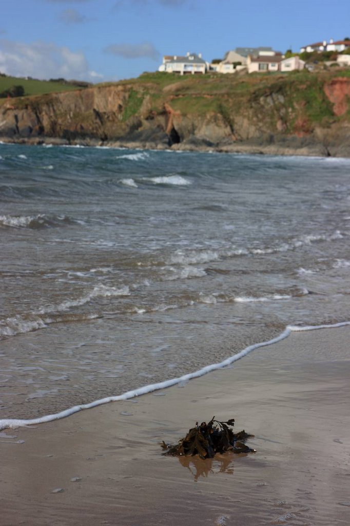 Seaweed - Bigbury on Sea by Will Stubbs