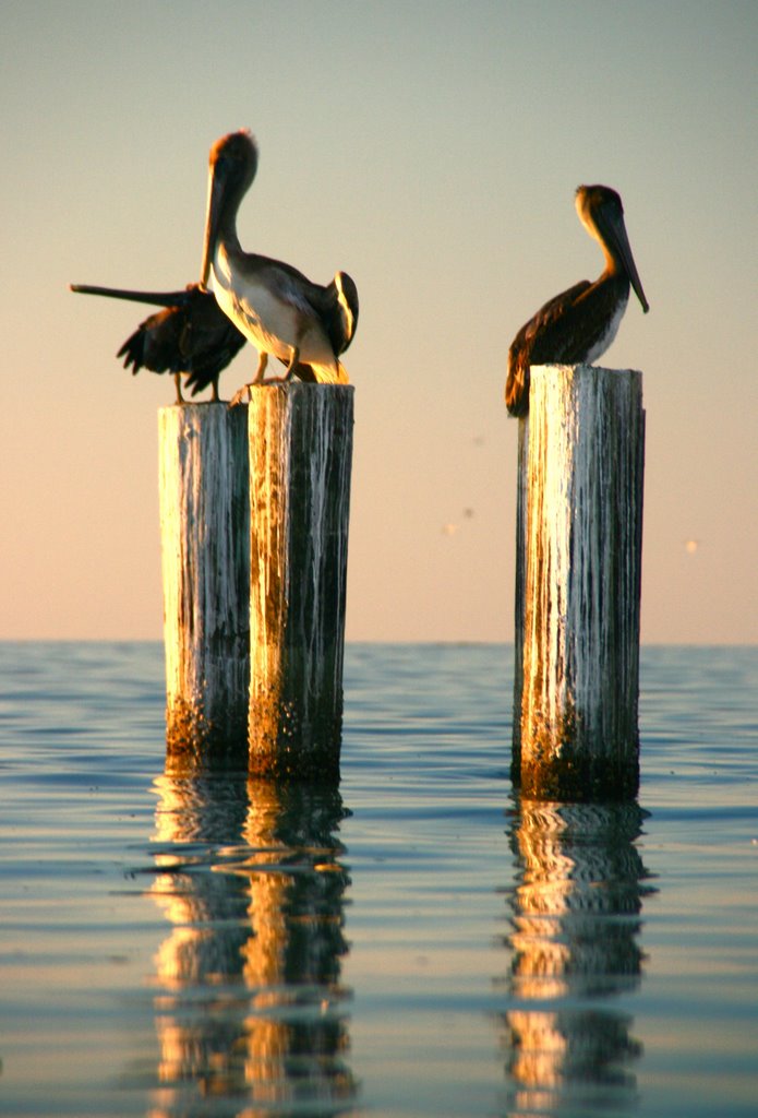 Pelicans on old pier's post, Naples, FL by Rubin Pitarka