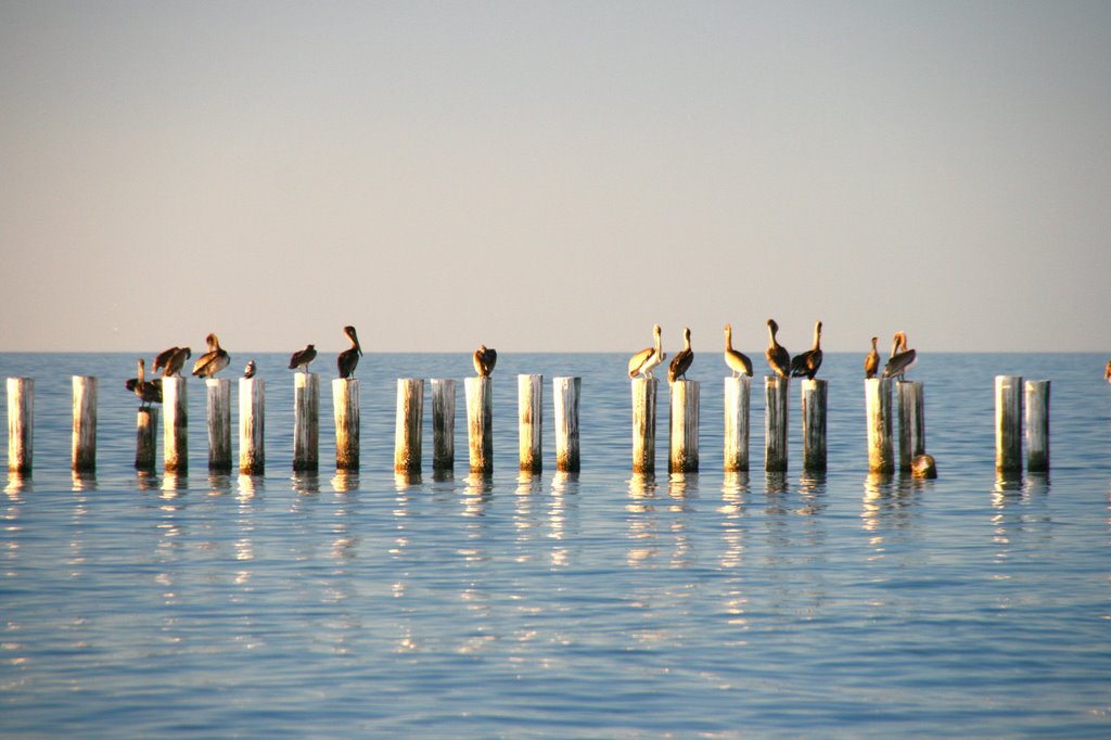 Old Pier posts w/pelicans, Naples, FL 2 by Rubin Pitarka