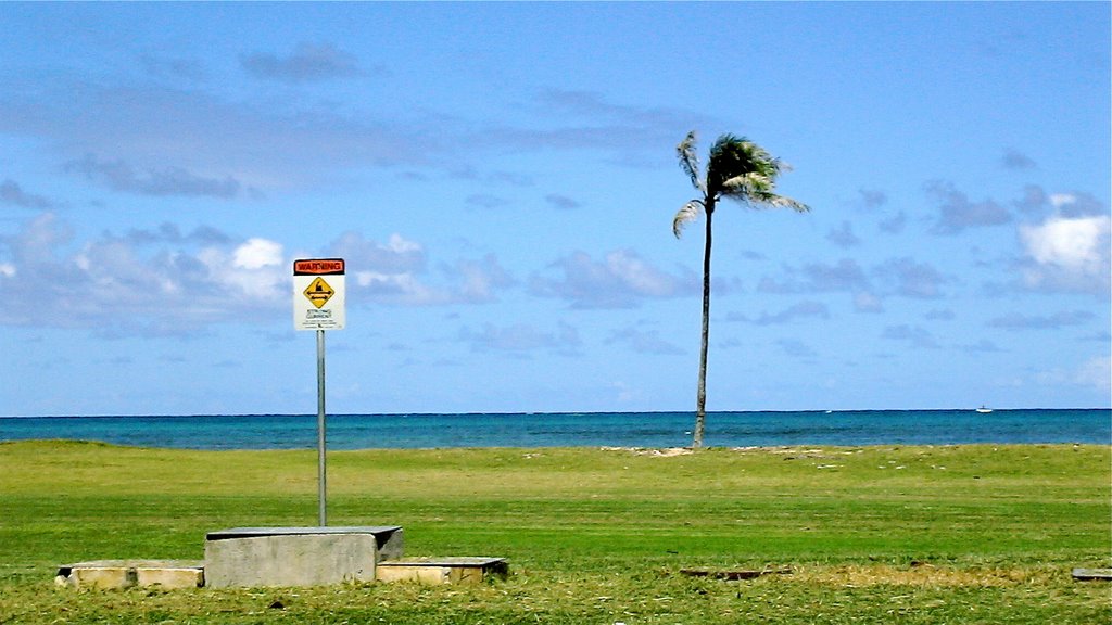 Oahu Lonely Tree by krlovett