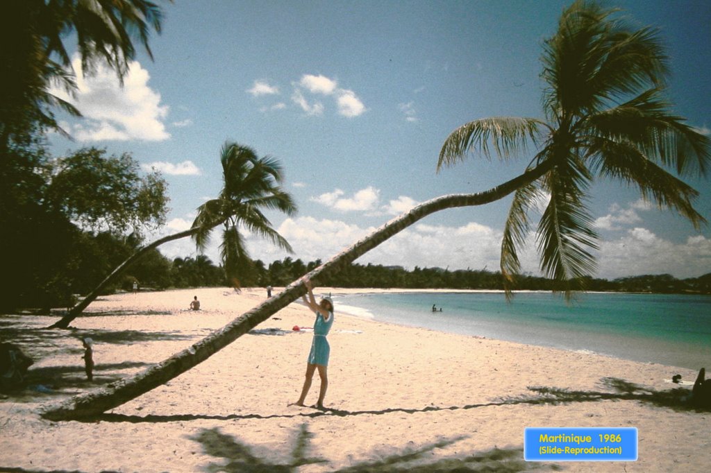 Martinique11-AnseDesSalines (horizontal Palmtree) by © Roland