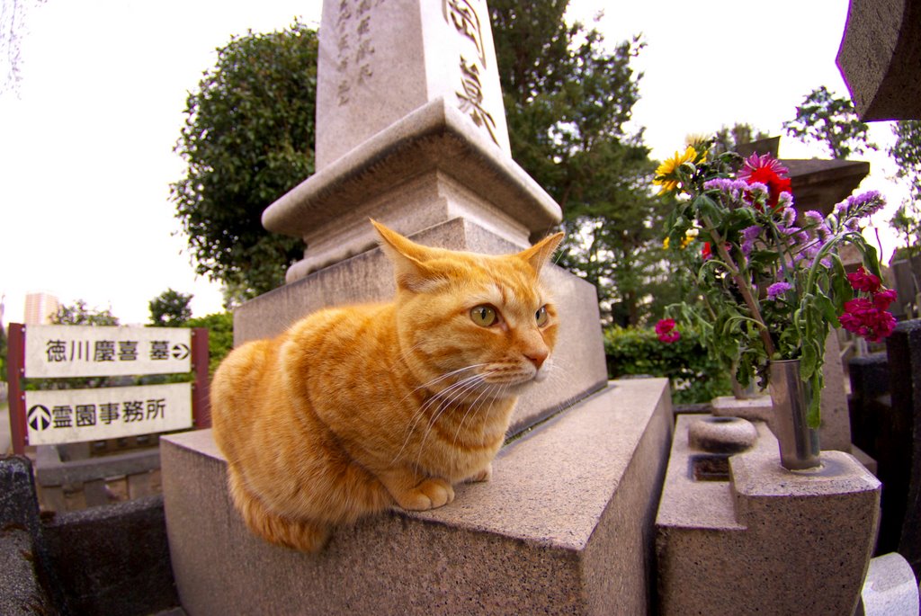 Resident in Yanaka Cemetery by Tetsuya Matsubayashi