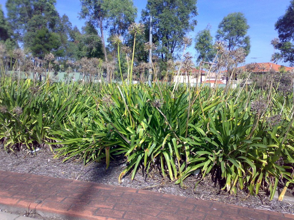 Median strip garden Old Windsor Road by David Bennell