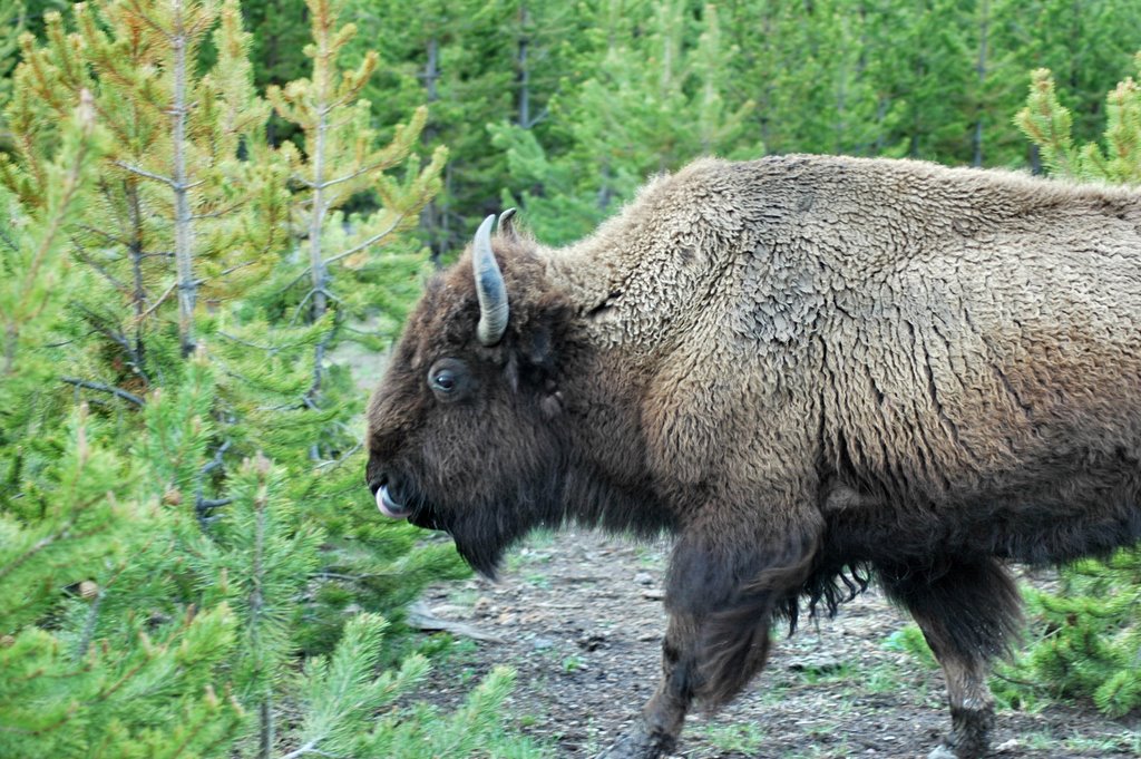 Bison (buffalo) Madison River ,Yellow Stone,US 黄石公园-野牛 by wendayys