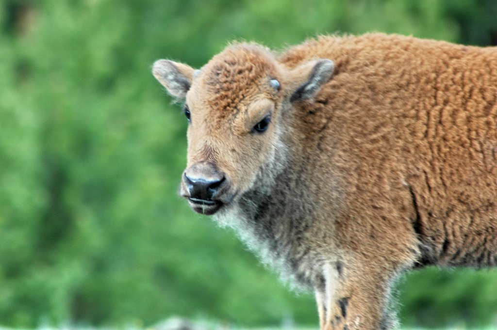 Bison (buffalo) Madison River 黄石公园-小野牛 by wendayys